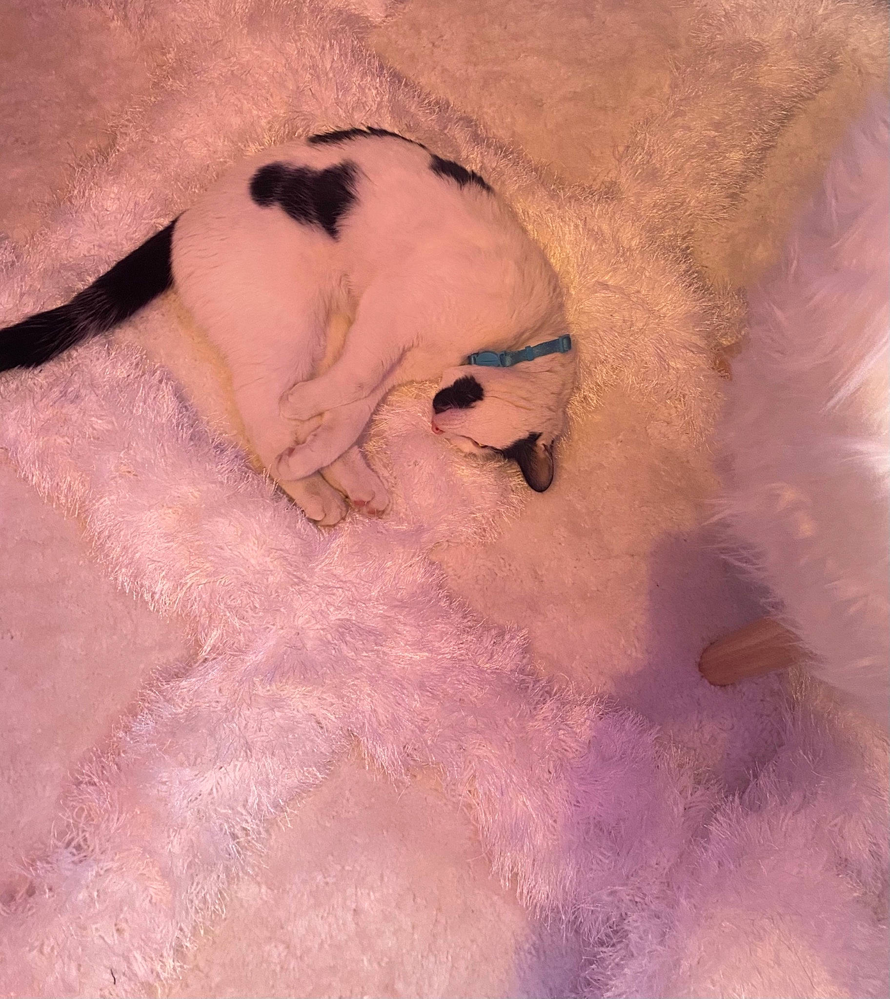 Spyro is registered to the contest to win money with this photo: carnivore, cat, felidae, fur, painting, small_to_medium_sized_cats, terrestrial_animal