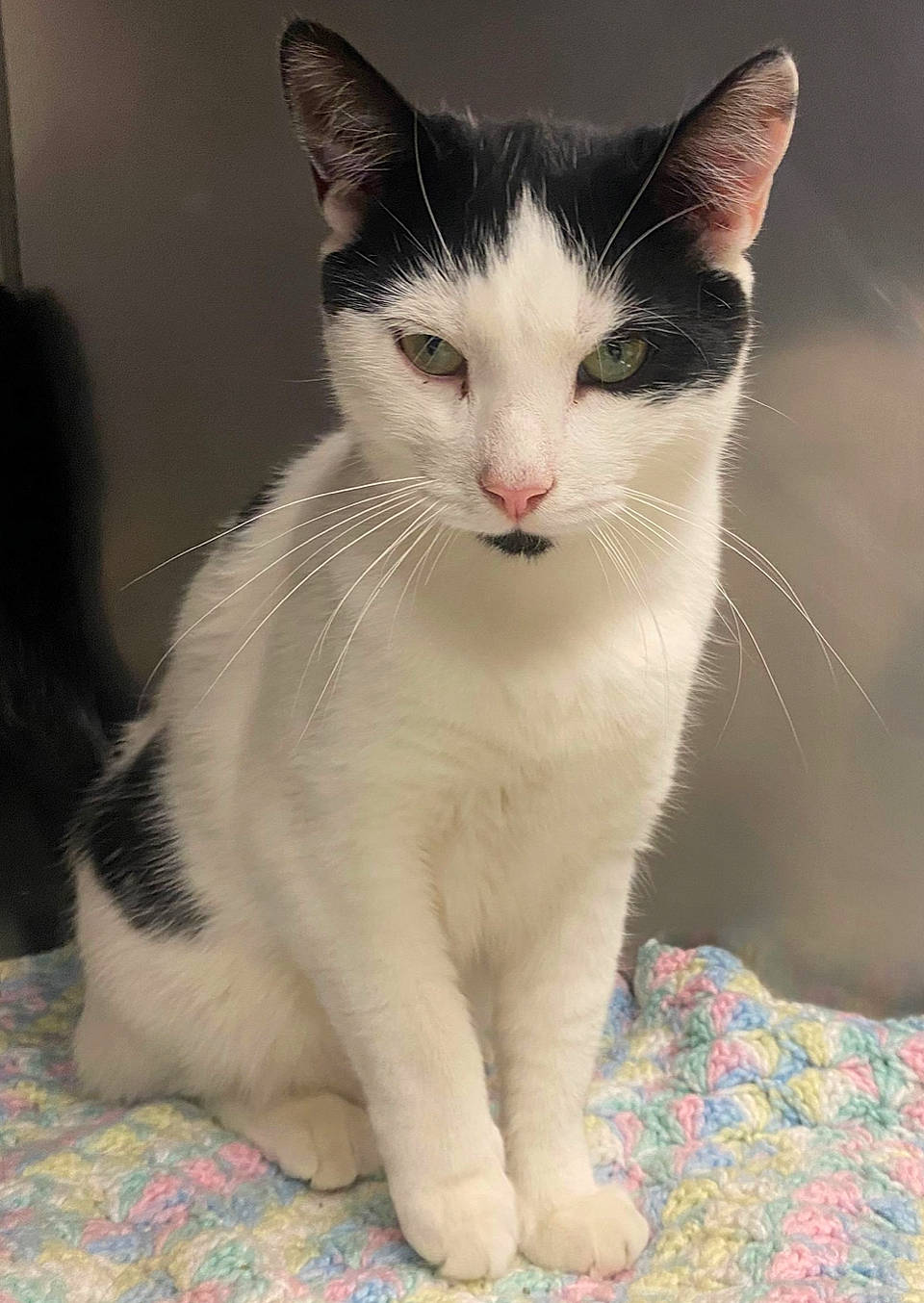 Spyro is registered to the contest to win money with this photo: carnivore, cat, domestic_short_haired_cat, facial_expression, felidae, fur, linens, paw, small_to_medium_sized_cats, snout, tail, terrestrial_animal, vertebrate, whiskers