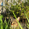 animal, cat, closeup, daylight, ears, eyes, face, feline, fence, garden, grass, greenery, leaves, nature, outdoor, pet, shadows, sunlight, tabby, whiskers