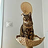 Jojo participe au concours pour gagner de l'argent avec cette photo : animal, brown, cat, cozy, cute, decorative_fan, domestic_cat, feline, furniture, household, indoor, looking_away, pet, resting, scratching_post, sitting, striped, tabby_cat, wall, woven_basket