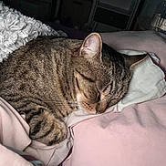 Jojo a rejoint le concours — aidez-le/la à gagner de superbes lots ! animal, bed, blanket, cat, cozy, cuddly, cute, domestic, feline, fur, indoor, night, pet, pillow, relaxing, resting, sleeping, soft, tabby, whiskers