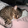 animal, bed, blanket, cat, cozy, cuddly, cute, domestic, feline, fur, indoor, night, pet, pillow, relaxing, resting, sleeping, soft, tabby, whiskers