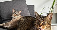 Jojo a rejoint le concours — aidez-le/la à gagner de superbes lots ! animal, cat, cats, companion, couch, cute, domestic_cat, feline, gray_couch, houseplant, indoor, living_room, pet, plant, relaxed, resting, striped, tabby_cat, tongue_out, two_animals