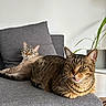 animal, cat, cats, companion, couch, cute, domestic_cat, feline, gray_couch, houseplant, indoor, living_room, pet, plant, relaxed, resting, striped, tabby_cat, tongue_out, two_animals