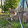 édouard participe au concours pour gagner de l'argent avec cette photo : alert, animal, bush, cat, closeup, daylight, ears, eyes, fence, fur, grass, greenery, harness, leash, mammal, nature, outdoor, pet, sunlight, whiskers
