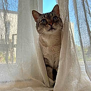 édouard participe au concours pour gagner de l'argent avec cette photo : animal, blue_sky, cat, cozy, curious, curtains, daylight, domestic_cat, fur, home, indoor, natural_light, peek, pet, shadow, sunlight, texture, whiskers, window, wooden_floor