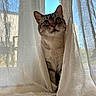 animal, blue_sky, cat, cozy, curious, curtains, daylight, domestic_cat, fur, home, indoor, natural_light, peek, pet, shadow, sunlight, texture, whiskers, window, wooden_floor