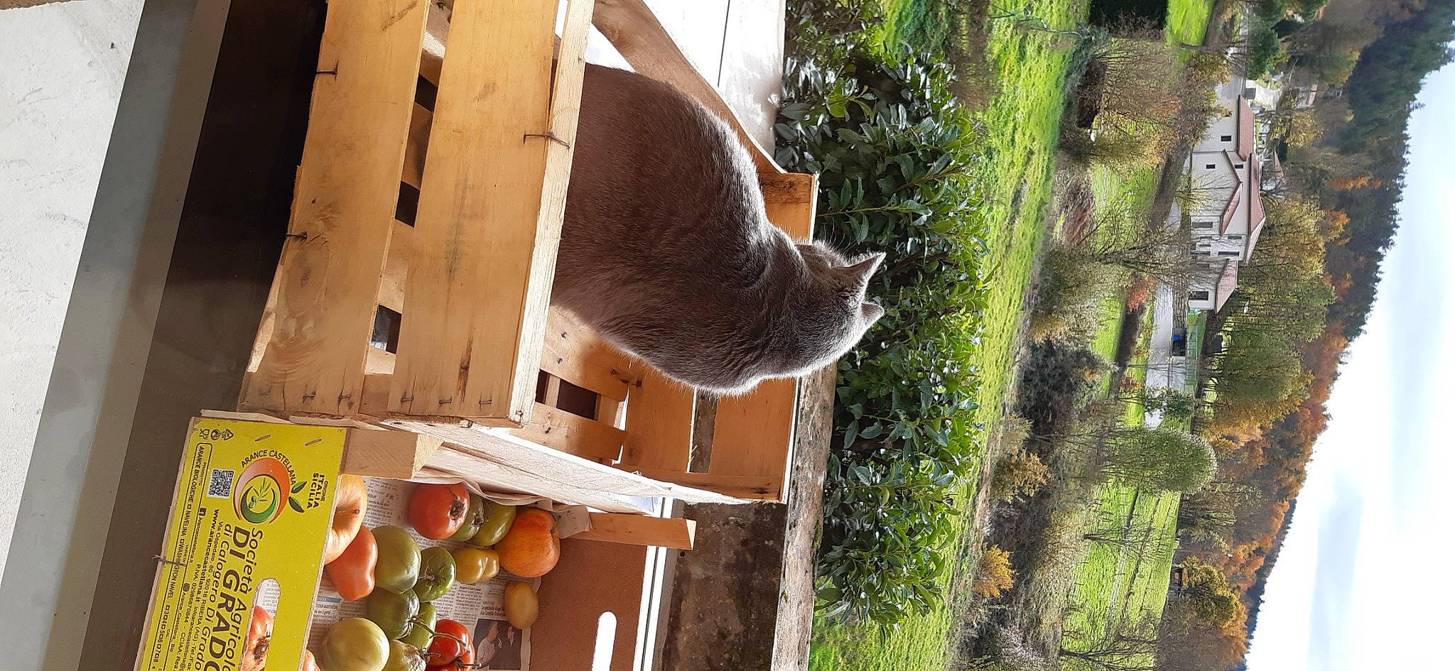 Jaïka a rejoint le concours — aidez-le/la à gagner de superbes lots ! domestic_short_haired_cat, fawn, felidae, grass, plant, small_to_medium_sized_cats, snout, tail, terrestrial_animal, tree, trunk, wildlife, wood, working_animal