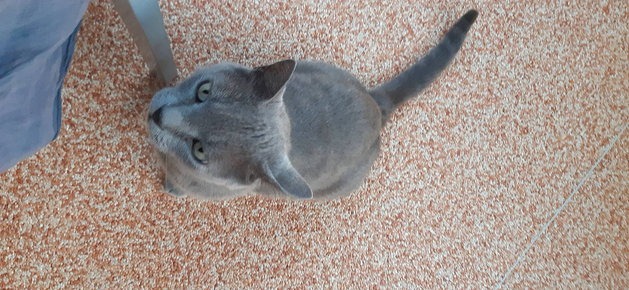 Jaïka a rejoint le concours — aidez-le/la à gagner de superbes lots ! art, carnivore, cat, domestic_short_haired_cat, electric_blue, felidae, flooring, grey, russian_blue, small_to_medium_sized_cats, snout, tail, whiskers