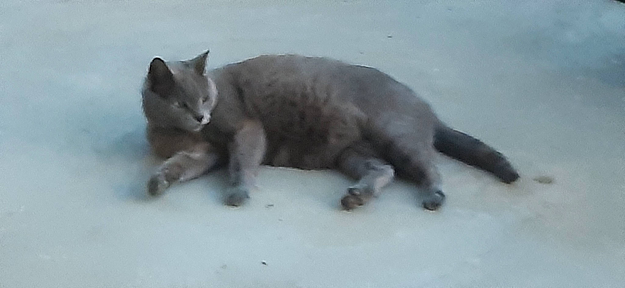 Jaïka a rejoint le concours — aidez-le/la à gagner de superbes lots ! carnivore, cat, claw, domestic_short_haired_cat, felidae, freezing, fur, grey, paw, russian_blue, small_to_medium_sized_cats, snout, snow, tail, terrestrial_animal, whiskers, wildlife, winter