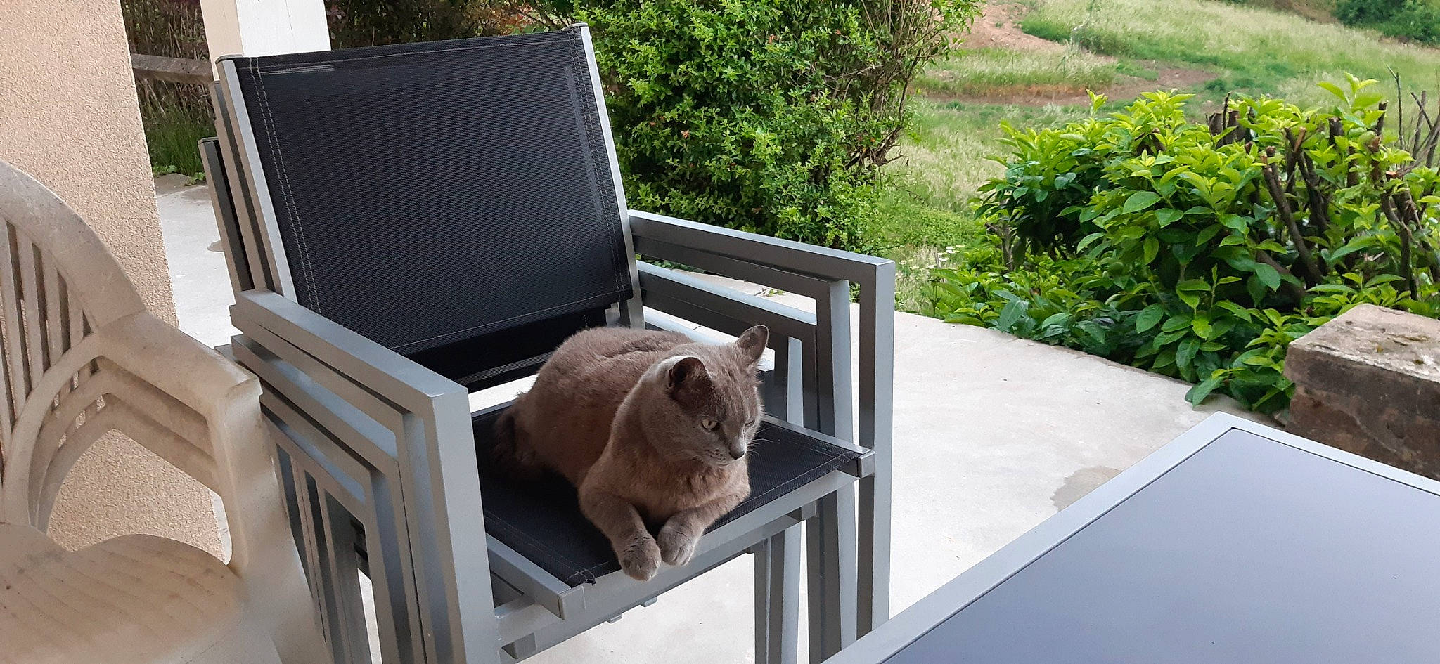 Jaïka a rejoint le concours — aidez-le/la à gagner de superbes lots ! carnivore, companion_dog, deck, fawn, felidae, grass, hardwood, house, outdoor_furniture, pet_supply, plant, plywood, shade, small_to_medium_sized_cats, table, tail, toy, whiskers, wildlife, wood