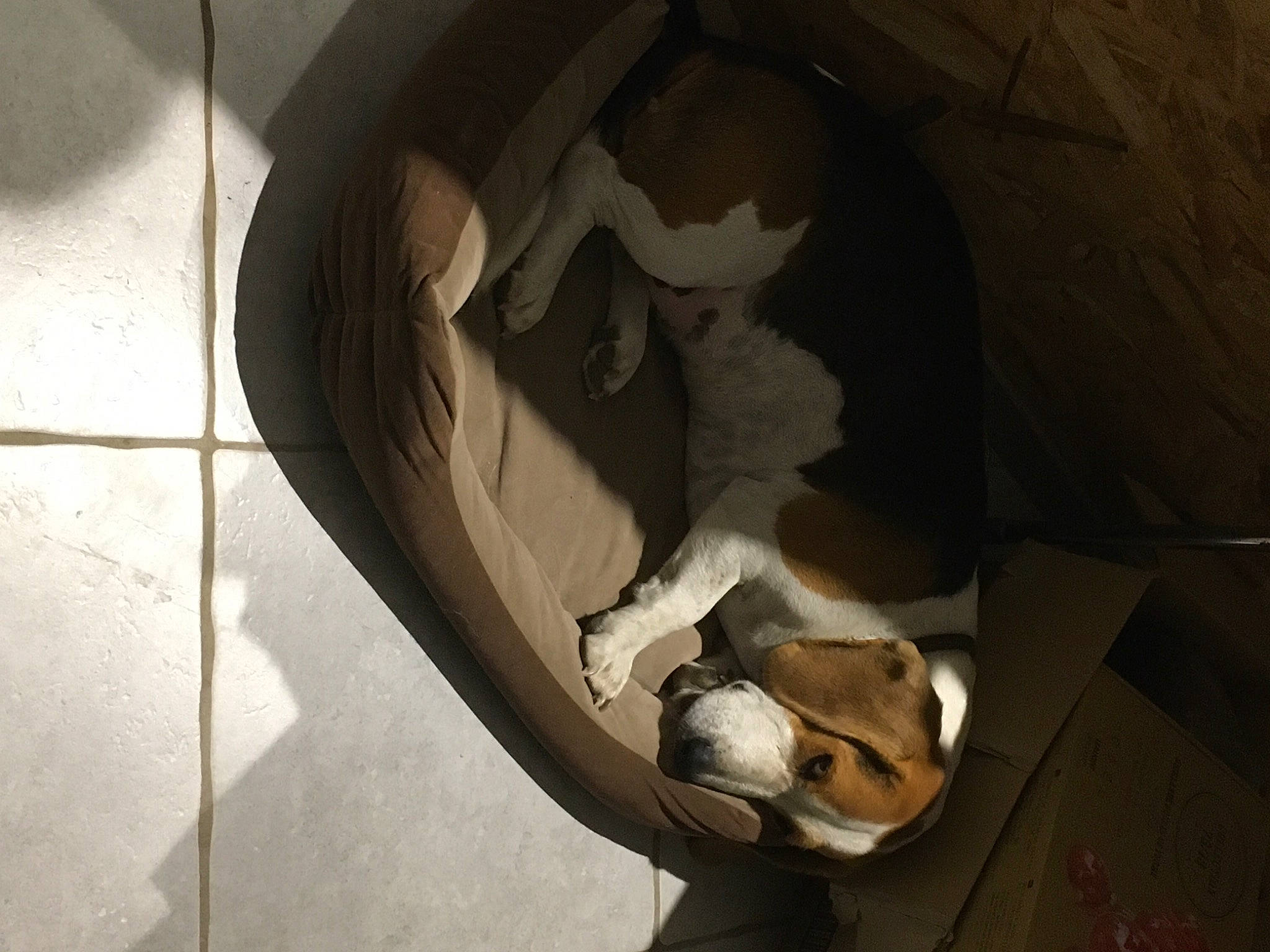 Mistral a rejoint le concours — aidez-le/la à gagner de superbes lots ! beaglier, canidae, carnivore, comfort, companion_dog, dog, dog_bed, dog_breed, fawn, shadow, snout, sporting_group, working_animal, working_dog