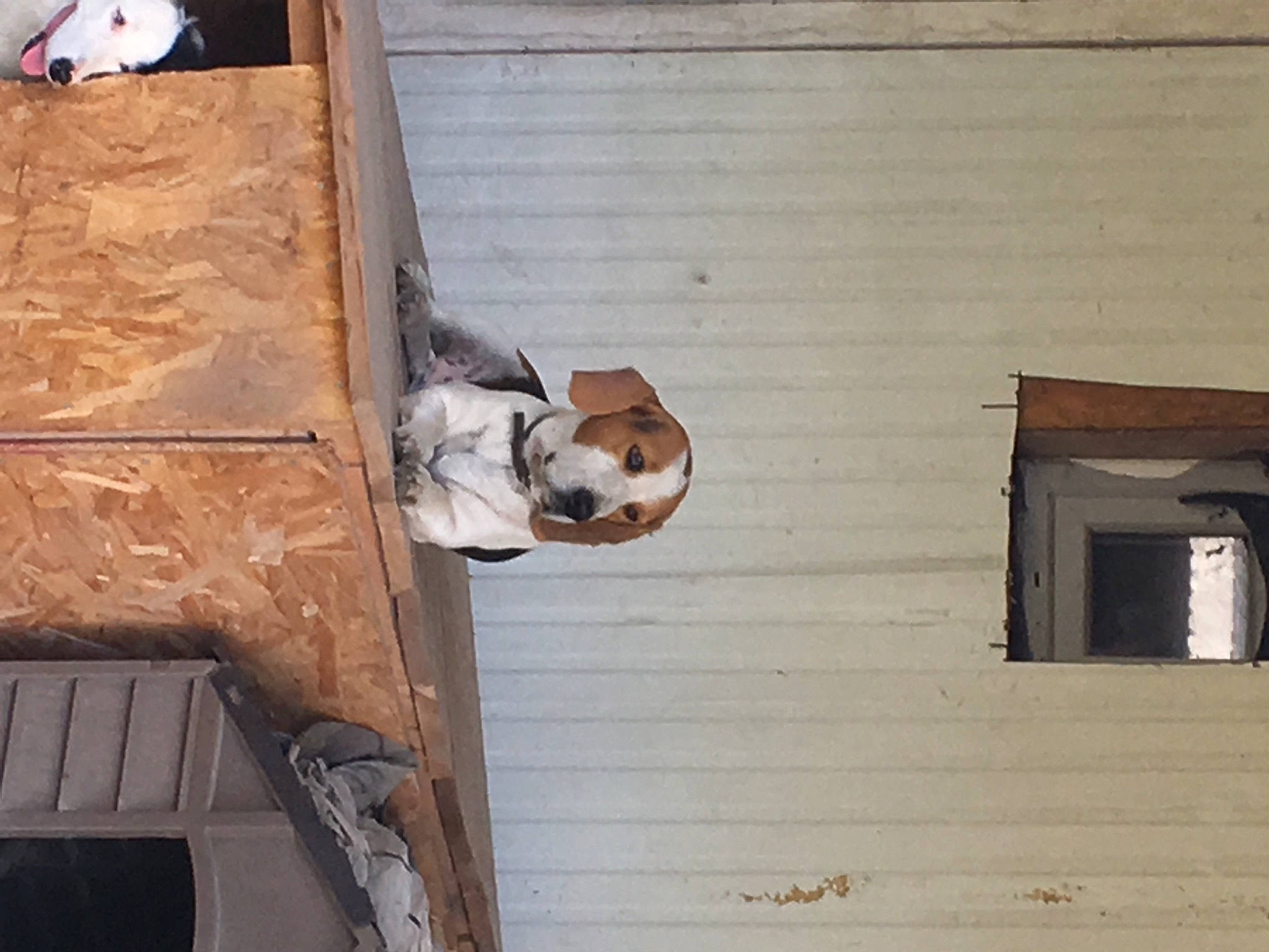 Mistral a rejoint le concours — aidez-le/la à gagner de superbes lots ! brick, brickwork, canidae, companion_dog, dog, dog_breed, fawn, plastic_bag, siding, snout, vertebrate, wood, working_animal, working_dog