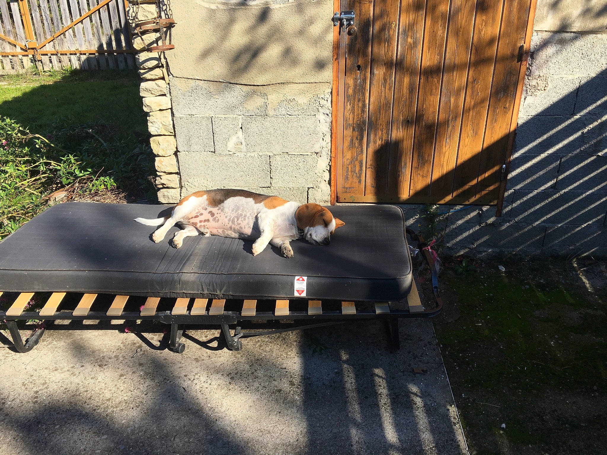 Mistral a rejoint le concours — aidez-le/la à gagner de superbes lots ! backyard, carnivore, cat, deck, felidae, fur, home_fencing, lumber, outdoor_furniture, outdoor_table, shadow, small_to_medium_sized_cats, tail