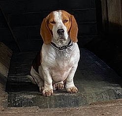 Mistral participe au concours pour gagner de l'argent avec cette photo : beagle, canidae, carnivore, companion_dog, dog, dog_breed, fawn, floor, gun_dog, hound, hunting_dog, liver, mammal, scent_hound, snout, sporting_group, working_animal, working_dog