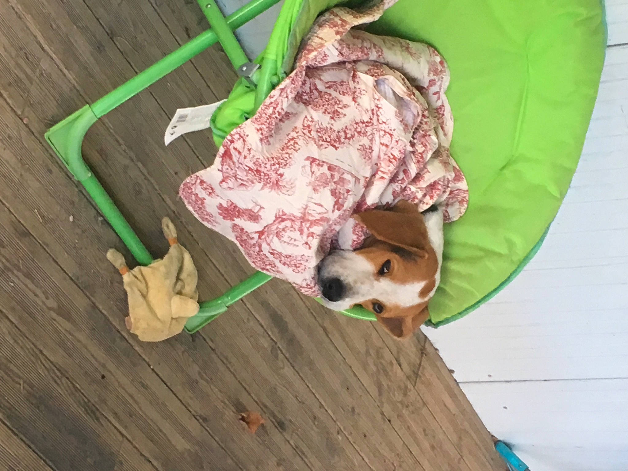 Mistral participe au concours pour gagner de l'argent avec cette photo : canidae, carnivore, collar, companion_dog, dog, dog_breed, dog_supply, hardwood, liver, pet_supply, plywood, snout, sporting_group, wood, wood_stain, working_animal, working_dog