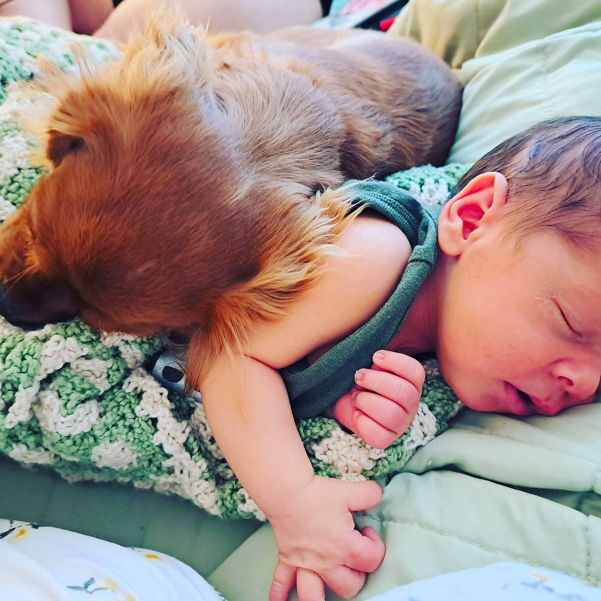 Elton is registered to the contest to win money with this photo: baby, carnivore, comfort, companion_dog, dog, dog_breed, fawn, gesture, grass, happy, liver, love, nose, person, play, sitting, skin, toddler, toy_dog, whiskers