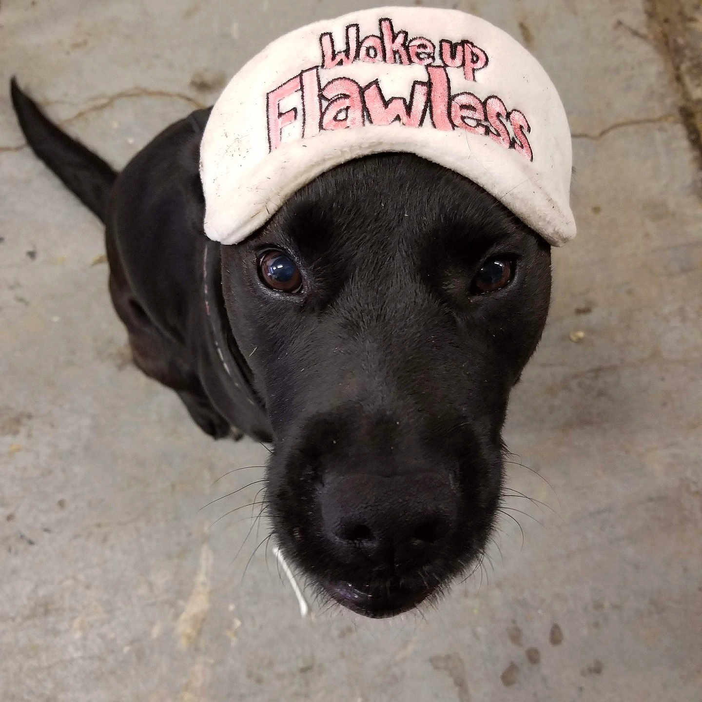 Bailey is registered to the contest to win money with this photo: animal, ball, baseballcap, canine, cap, clothing, dog, face, footwear, hat, head, hound, labradorretriever, person, pet, photography, portrait, puppy, shoe, sport