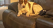 Reason joined the competition — help win amazing prizes! dog, leather_couch, recliner, cap, window, curtains, carpet, indoor, pet, brown_and_white, relaxed, home, furniture, resting, cozy, ears_up, light, shadow, comfort, animal