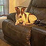 dog, leather_couch, recliner, cap, window, curtains, carpet, indoor, pet, brown_and_white, relaxed, home, furniture, resting, cozy, ears_up, light, shadow, comfort, animal