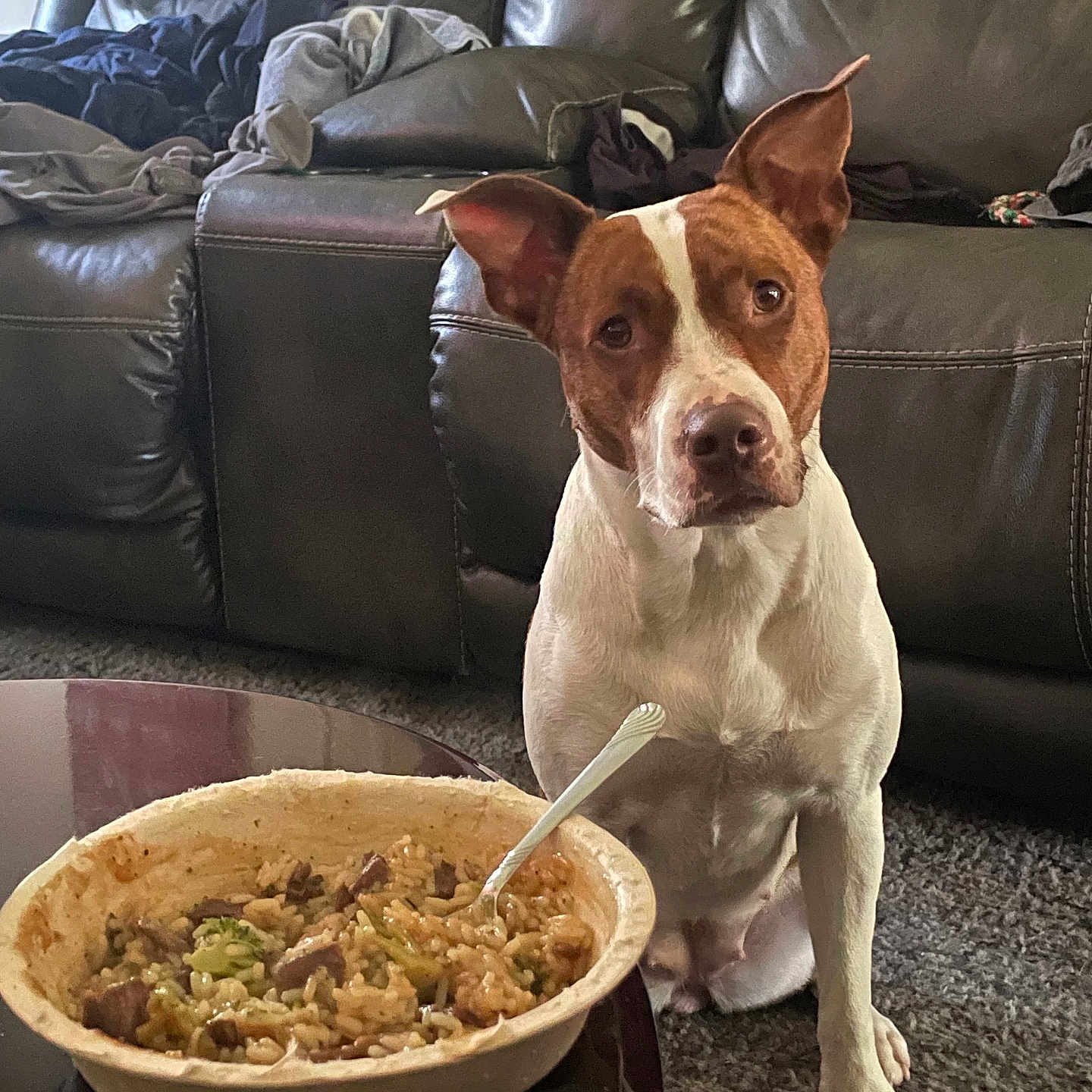 Reason joined the competition — help win amazing prizes! dog, brown_and_white, pet, carpet, bowl, food, rice, vegetables, spoon, table, leather_couch, clothes, indoor, living_room, curious, sitting, animal, companion, domestic, cozy