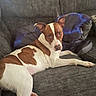 Reason is registered to the contest to win money with this photo: dog, brown_and_white, couch, blanket, pillow, indoor, pet, animal, relaxed, fur, canine, side_view, looking, resting, comfortable, domestic, living_room, household, companion, cute