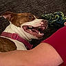 dog, brown_and_white, collar, pet, playful, tongue, teeth, rope_toy, arm, red_shirt, indoor, texture, resting, happy, closeup, companion, animal, fur, canine, domestic