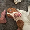 Reason joined the competition — help win amazing prizes! dog, carpet, bare_foot, white_and_brown_dog, smiling_dog, indoor, floor, socks, pet, canine, lying_down, close_up, playful, happy, domestic_animal, household, animal_face, paw, relaxed, companion