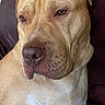 dog, pit_bull, portrait, close_up, brown_fur, white_chest, floppy_ears, brown_eyes, large_nose, short_hair, sitting, couch, indoor, pet, canine, relaxed, sleepy, looking_at_camera, facial_expression, animal_photography