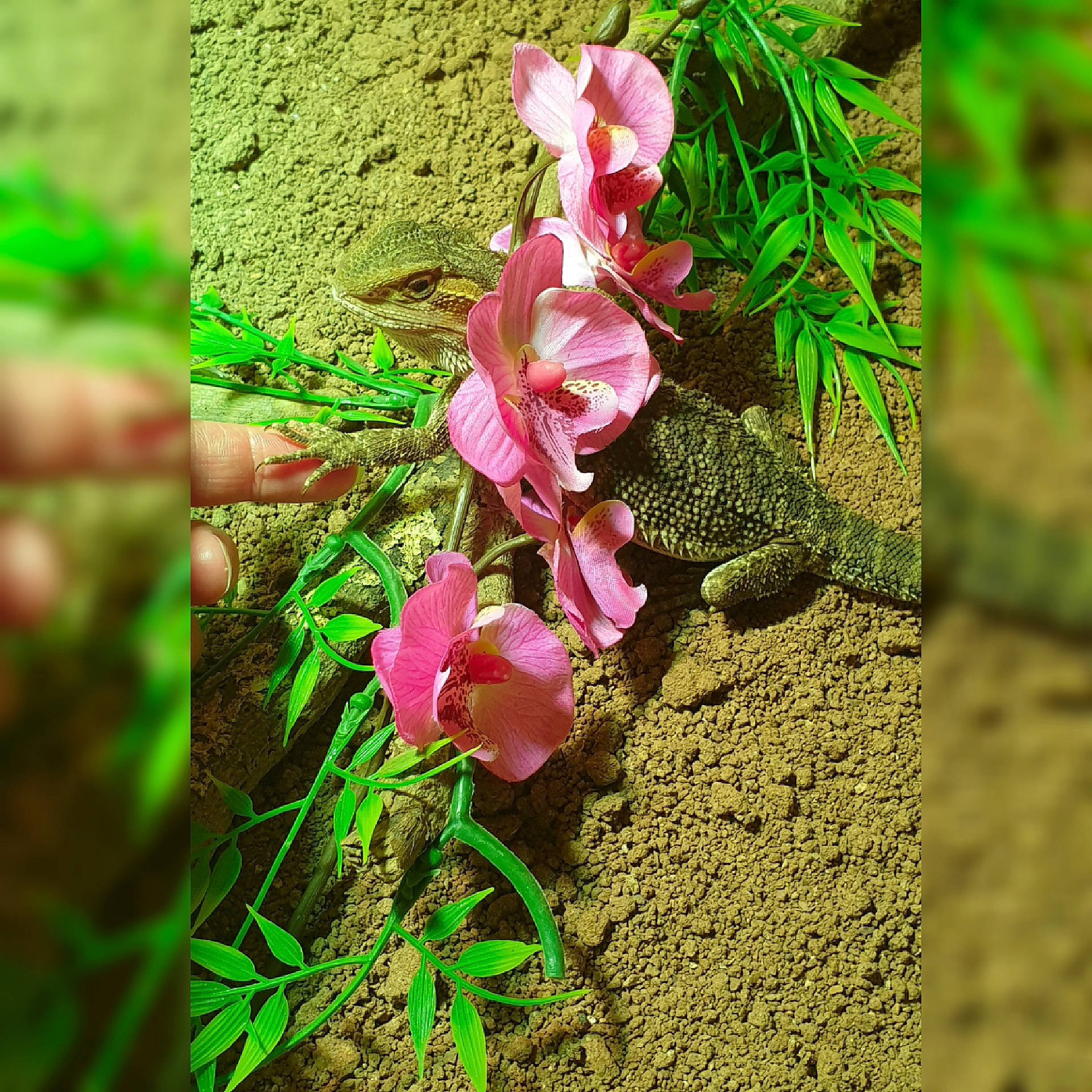 Chipo a rejoint le concours — aidez-le/la à gagner de superbes lots ! digitalis, flower, flowering_plant, herbaceous_plant, perennial_plant, petal, pink, plant, plant_stem, sweet_peas, terrestrial_plant, wildflower