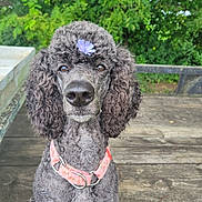 Rhea is registered to the contest to win money with this photo: accessories, animal, boardwalk, bridge, canine, cockerspaniel, dog, path, pet, plant, poodle, puppy, slate, terrier, tree, walkway