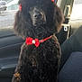 Rhea is registered to the contest to win money with this photo: accessories, animal, belt, canine, car, cockerspaniel, cushion, dog, headrest, homedecor, hound, machine, newfoundland, pet, poodle, puppy, sedan, spoke, transportation, vehicle