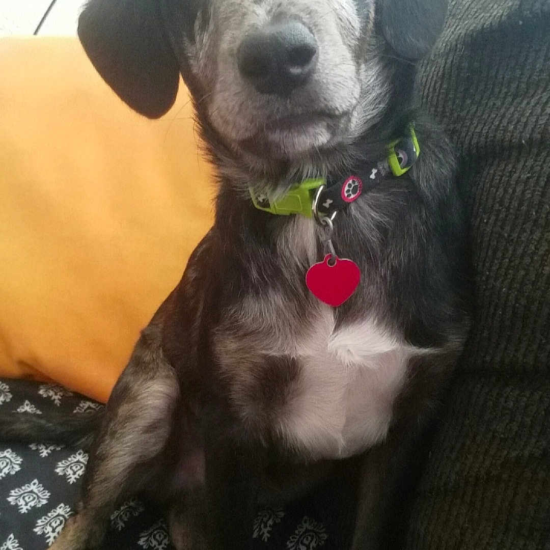 Apollo joined the competition — help win amazing prizes! accessories, animal, ball, beagle, canine, couch, cushion, dog, furniture, greatdane, homedecor, hound, labradorretriever, linen, pet, pointer, puppy, sport, tennis, tennisball