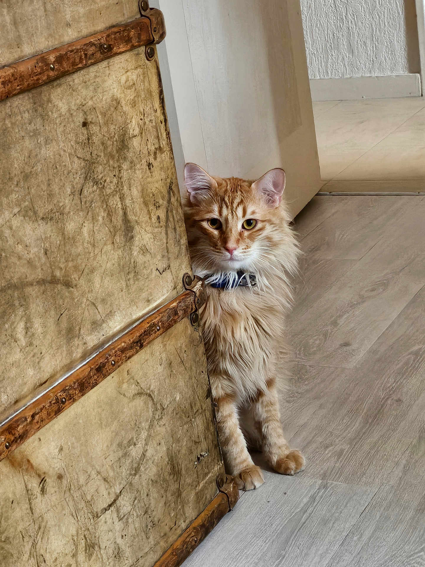 Rouke participe au concours pour gagner de l'argent avec cette photo : cat, orange_tabby, fluffy_fur, indoor, wooden_panel, curious, peeking, floor, fur, pet, animal, mammal, collar, whiskers, ears, eyes, paws, home, doorway, texture