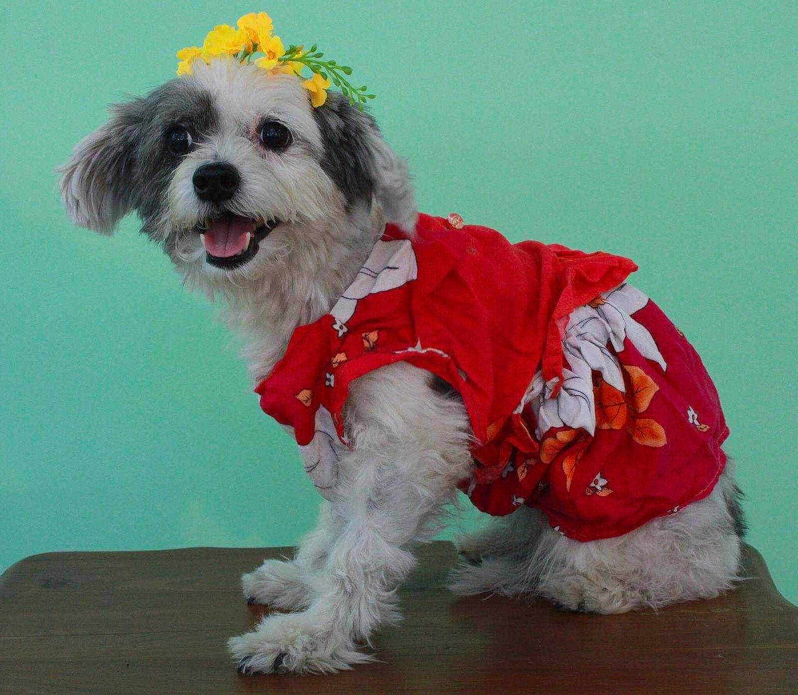 Jenny joined the competition — help win amazing prizes! canidae, carnivore, collar, companion_dog, dog, dog_breed, dog_clothes, dog_collar, dog_supply, fashion_accessory, fur, leash, maltepoo, small_terrier, snout, sporting_group, terrier, toy_dog, water_dog, working_animal