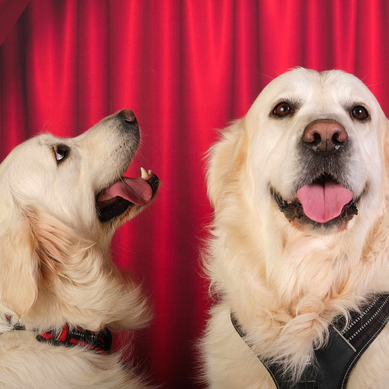 Uly Et Oscar a rejoint le concours — aidez-le/la à gagner de superbes lots ! animal, bodypart, canine, cockerspaniel, curtain, dog, eskimodog, goldenretriever, hound, labradorretriever, leash, mouth, person, pet, puppy, snout, terrier, tongue, whitedog