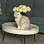cat, table, flowers, roses, couch, indoor, pet, gray_cat, fluffy, modern_furniture, living_room, decor, plant, sitting, cute, animal, houseplant, home, cozy, furniture