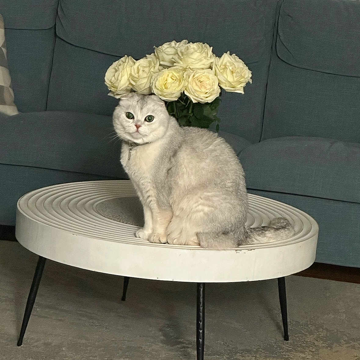 Casper joined the competition — help win amazing prizes! animal, cat, couch, cozy, cute, decor, flowers, fluffy, furniture, gray_cat, home, houseplant, indoor, living_room, modern_furniture, pet, plant, roses, sitting, table