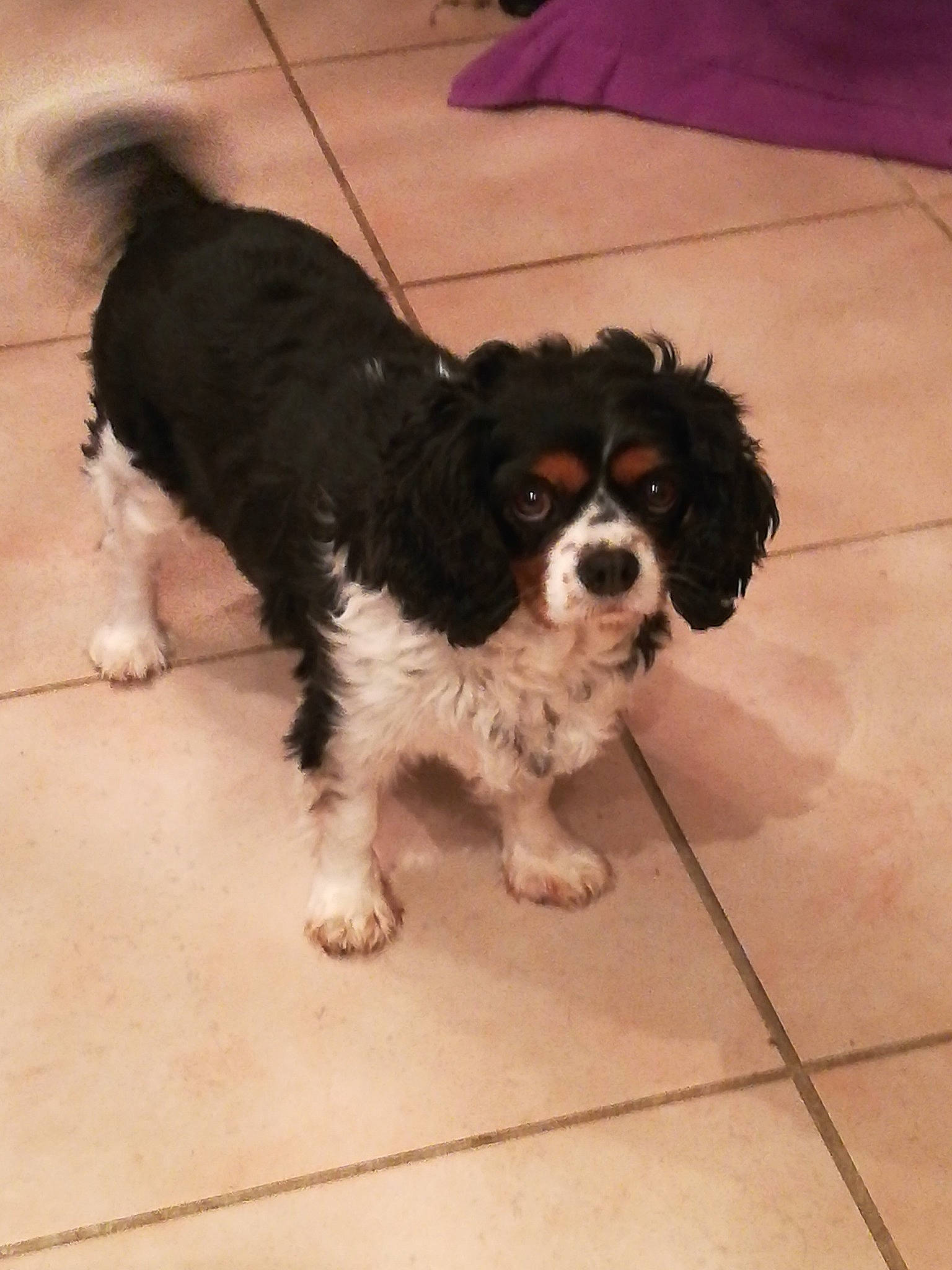 Harmonie a rejoint le concours — aidez-le/la à gagner de superbes lots ! canidae, carnivore, cavachon, cavalier_king_charles_spaniel, cavapoo, cockapoo, companion_dog, dog, dog_breed, havanese, king_charles_spaniel, maltepoo, mammal, puppy, rare_breed_dog, snout, spaniel, sporting_group, toy_dog, vertebrate