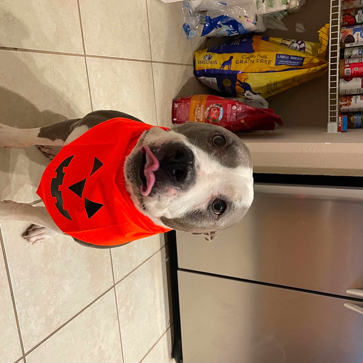 Pharroh is registered to the contest to win money with this photo: ball, canidae, carmine, carnivore, companion_dog, convenience_store, dog, dog_breed, dog_supply, flooring, football, helmet, machine, personal_protective_equipment, shelf, snout, soccer_ball, sporting_group, sports_gear, toy