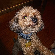Bucky is registered to the contest to win money with this photo: animal, brown_fur, canine, close_up, collar, companion, curly_fur, curly_hair, cute, dog, dog_tag, domestic_animal, flooring, friendly, indoor, indoor_lighting, looking_up, pet, waiting, wooden_floor