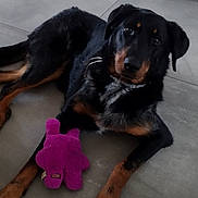 Shoupsy participe au concours pour gagner de l'argent avec cette photo : dog, toy, plush_toy, floor, tile_floor, indoor, black_and_brown_dog, lying_down, pet, animal, curious, attentive, paws, fur, collar, modern_interior, minimalistic, home, resting, companion