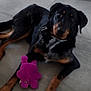 dog, toy, plush_toy, floor, tile_floor, indoor, black_and_brown_dog, lying_down, pet, animal, curious, attentive, paws, fur, collar, modern_interior, minimalistic, home, resting, companion