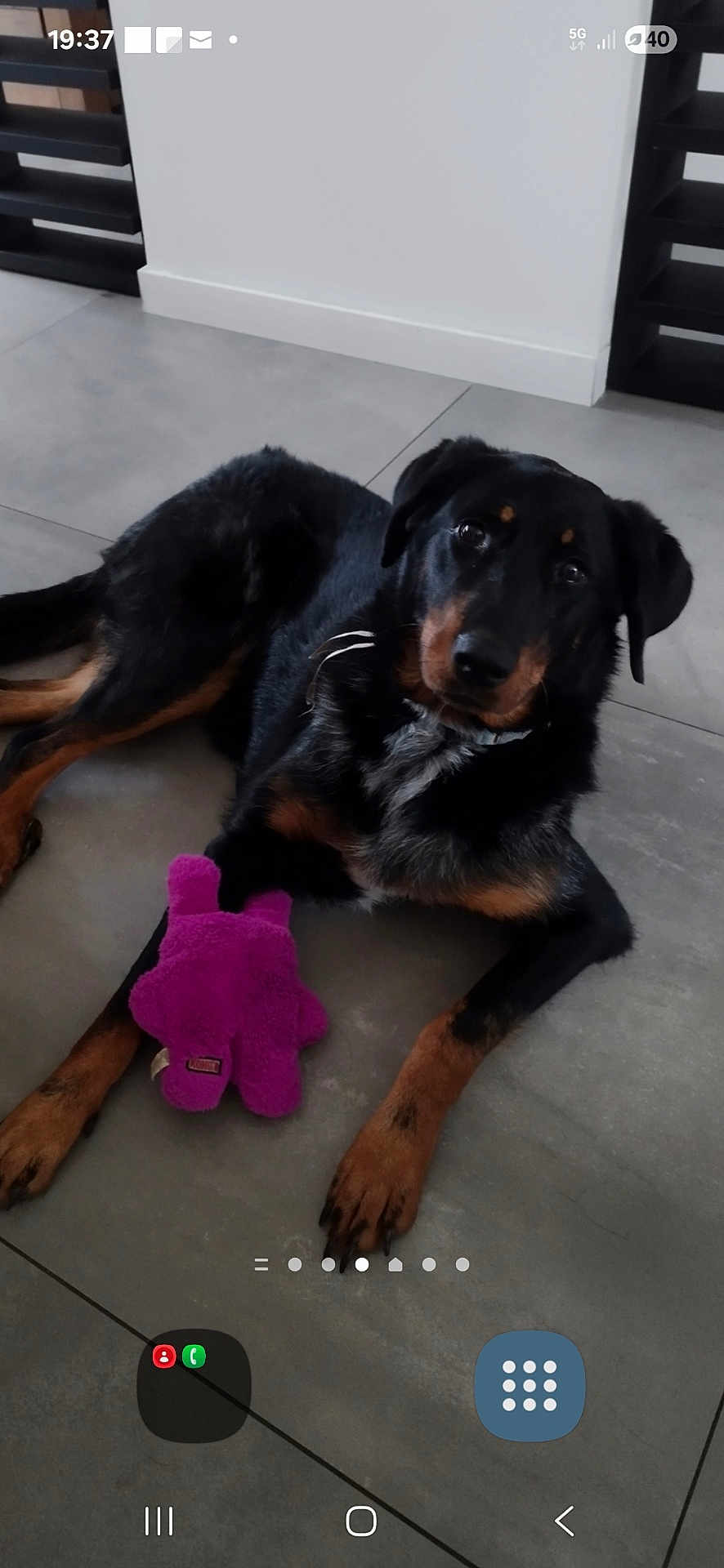 Shoupsy participe au concours pour gagner de l'argent avec cette photo : dog, toy, plush_toy, floor, tile_floor, indoor, black_and_brown_dog, lying_down, pet, animal, curious, attentive, paws, fur, collar, modern_interior, minimalistic, home, resting, companion