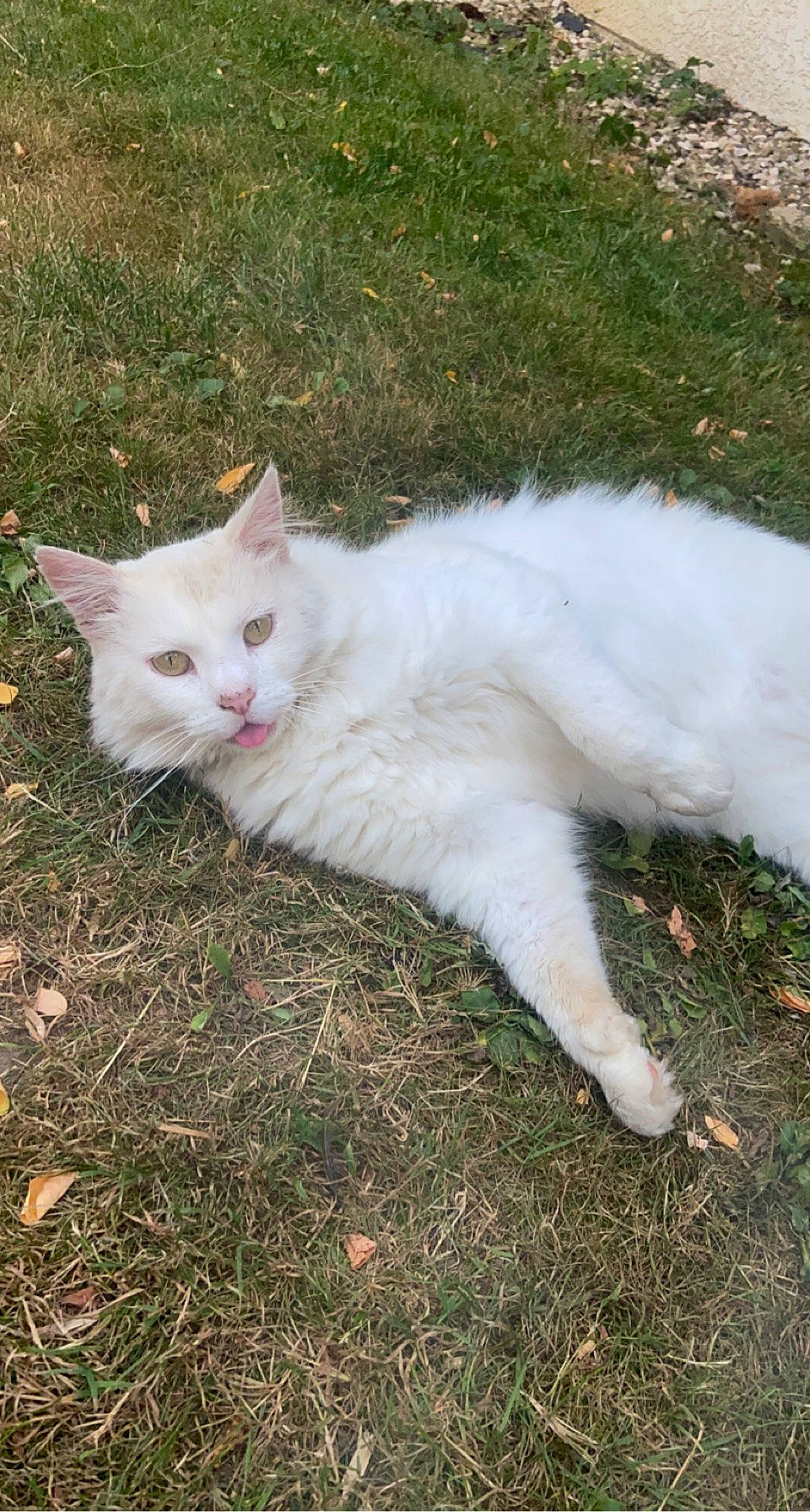 Bounty participe au concours pour gagner de l'argent avec cette photo : carnivore, cat, domestic_short_haired_cat, fawn, felidae, fur, grass, herbaceous_plant, mammal, plant, small_to_medium_sized_cats, snout, tail, terrestrial_animal, tree, vertebrate, whiskers