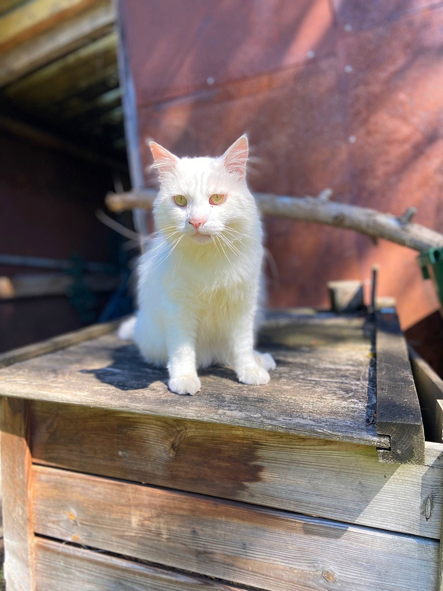 Bounty participe au concours pour gagner de l'argent avec cette photo : carnivore, cat, domestic_short_haired_cat, fawn, felidae, fur, grass, hardwood, plant, sitting, small_to_medium_sized_cats, snout, tail, whiskers, wood
