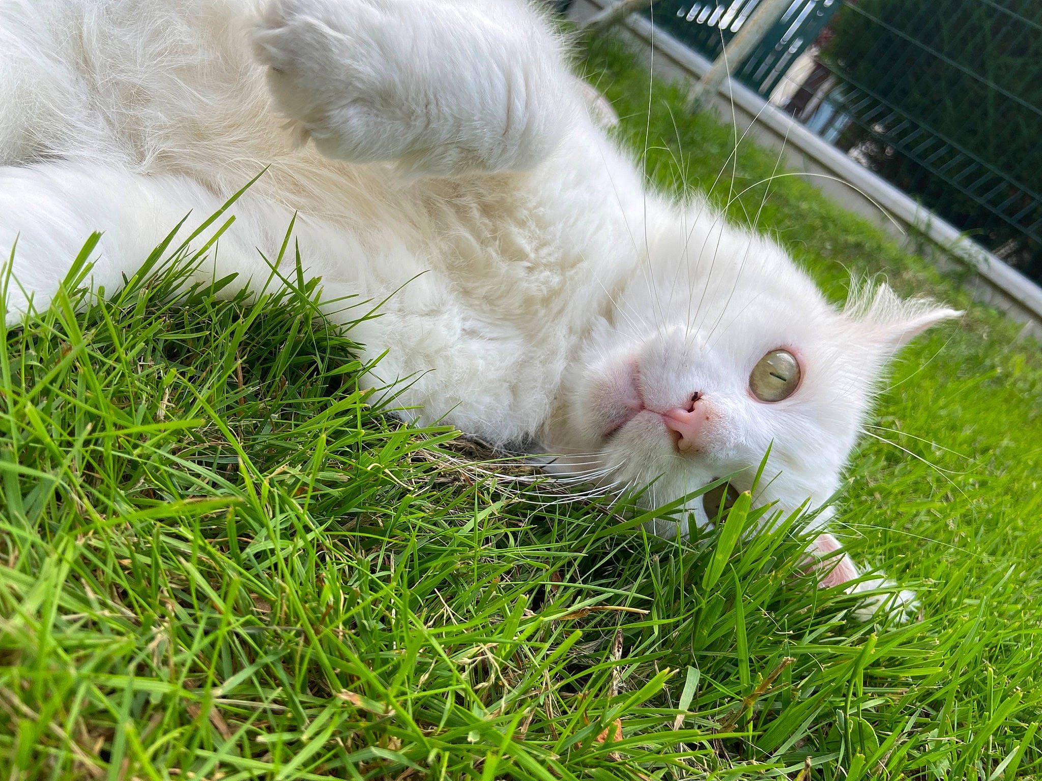 Bounty participe au concours pour gagner de l'argent avec cette photo : art, carnivore, cat, domestic_short_haired_cat, eye, felidae, fur, grass, plant, small_to_medium_sized_cats, snout, tail, whiskers