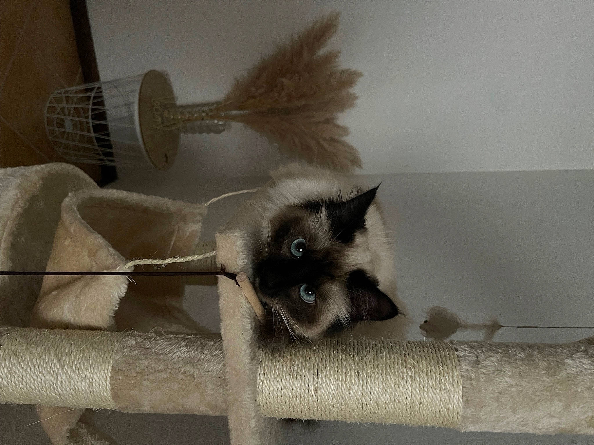 Minette a rejoint le concours — aidez-le/la à gagner de superbes lots ! balinese, carnivore, cat, claw, fawn, felidae, fur, grey, paw, siamese, small_to_medium_sized_cats, snout, tail, terrestrial_animal, whiskers