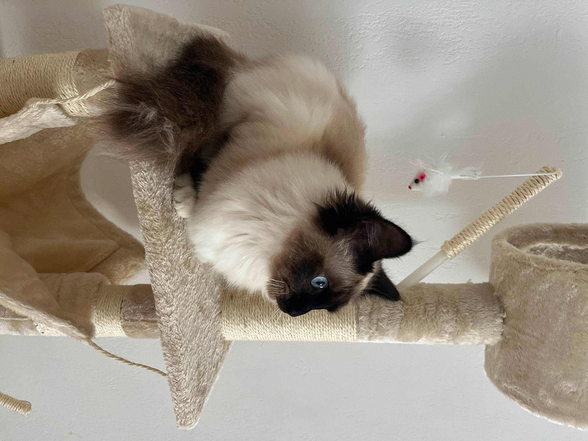 Minette participe au concours pour gagner de l'argent avec cette photo : balinese, birman, carnivore, cat, claw, comfort, fawn, felidae, foot, fur, paw, siamese, small_to_medium_sized_cats, snout, tail, thai, whiskers