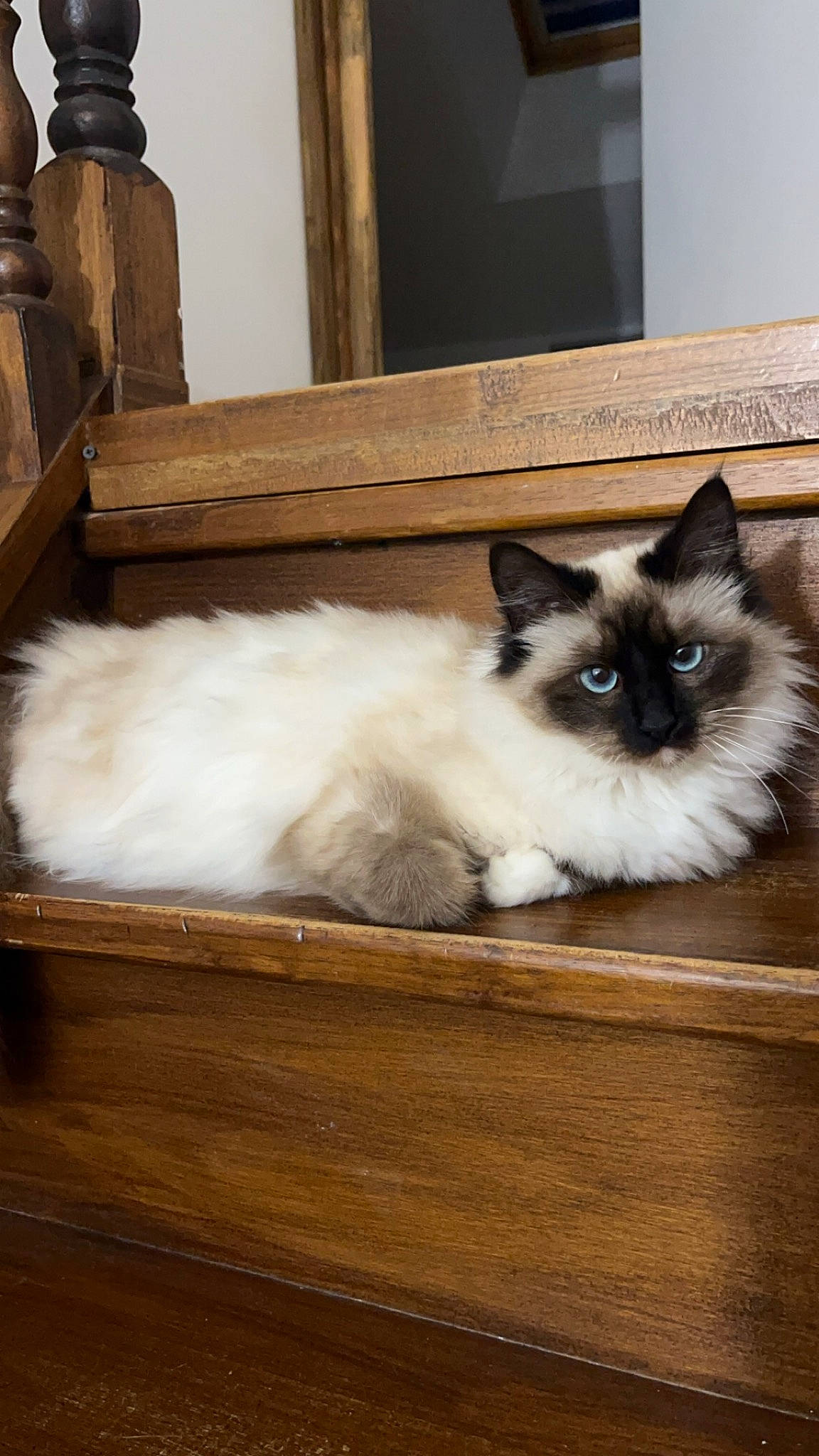 Minette a rejoint le concours — aidez-le/la à gagner de superbes lots ! balinese, birman, carnivore, cat, fawn, felidae, flooring, fur, gas, hardwood, siamese, small_to_medium_sized_cats, snout, tail, terrestrial_animal, thai, whiskers, window, wood